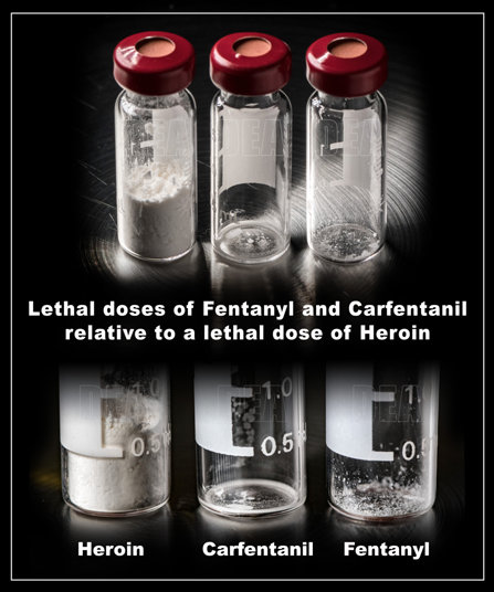 Comparison of lethal doses of carfentanil, fentanyl and heroin